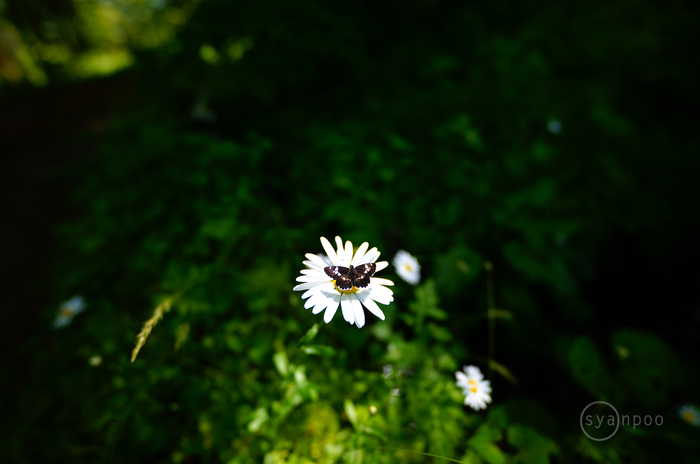 シグマ SIGMA 14mm F1.4 DG DN | Art ／ 京都 綾部 あやべグンゼ